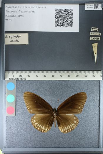 Media type: image;   Entomology 159891